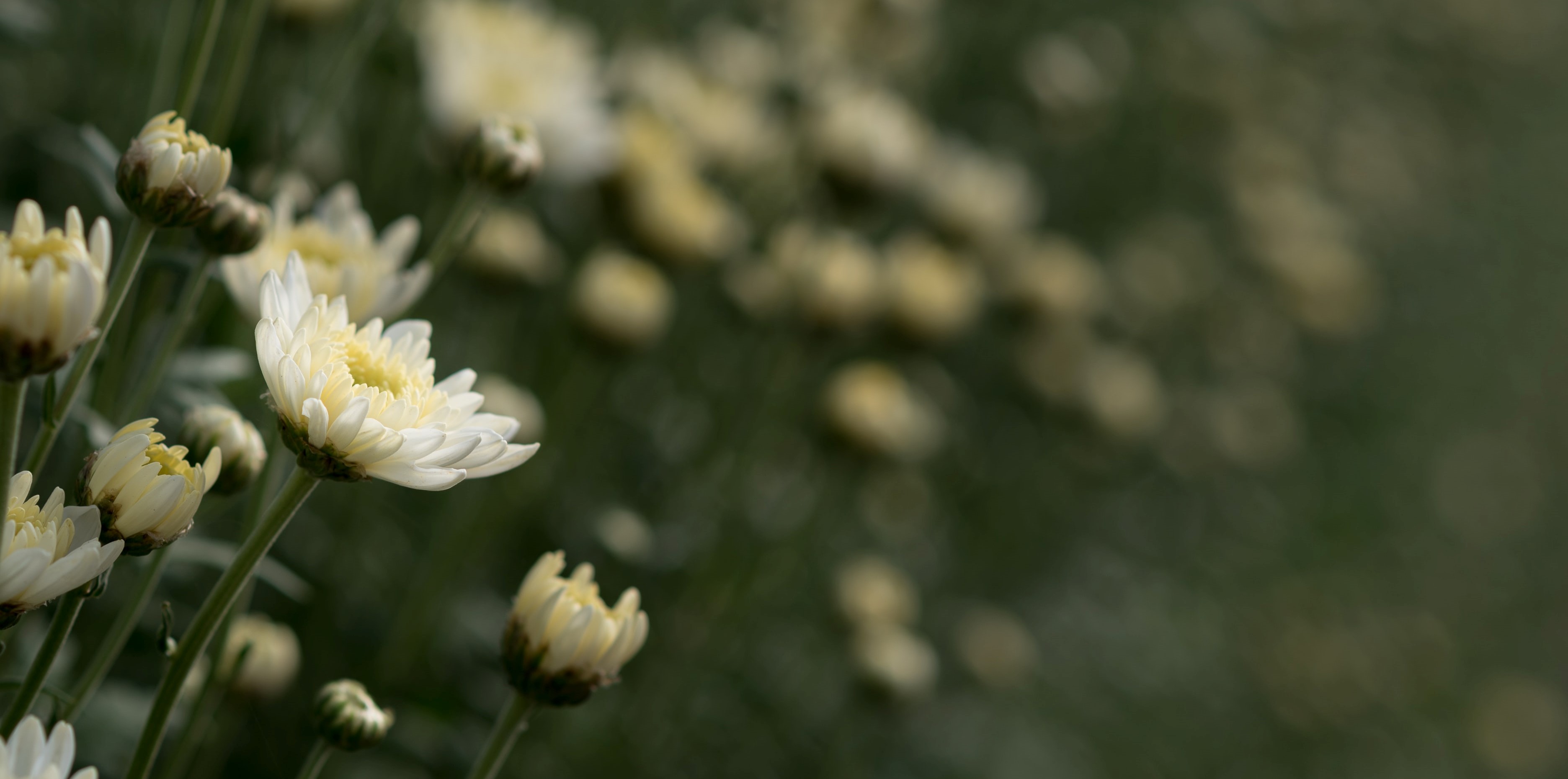 Små hvite blomster hvor de som er nærmest kamera er tydeligere. Foto.